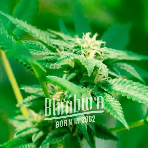 Bruce_Banner_x_White_Russian Bruce_Banner_x_White_Russian