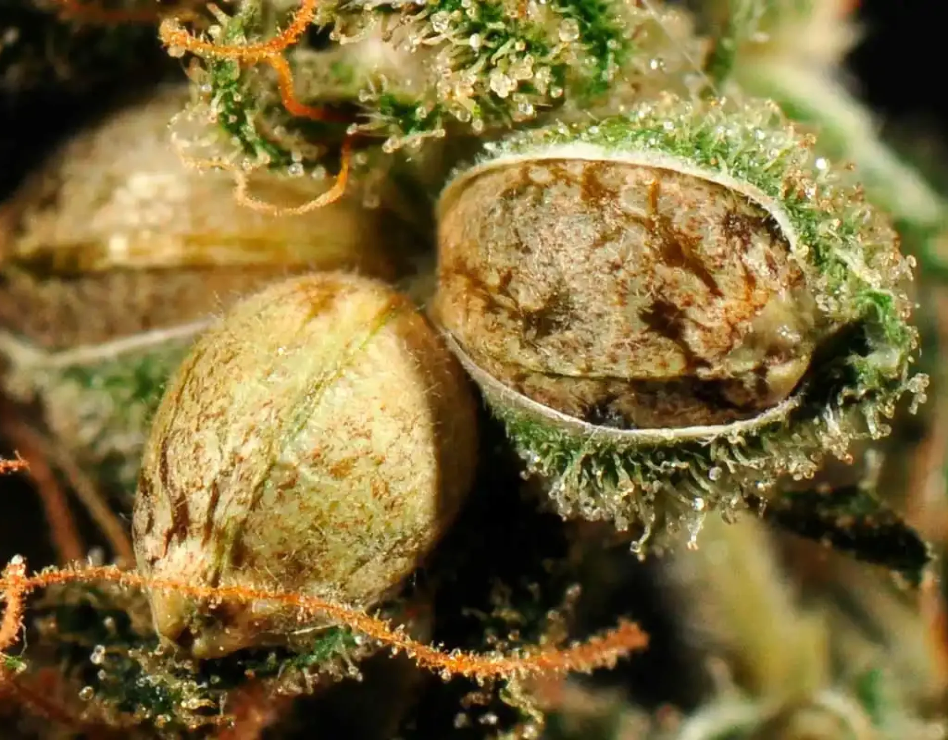 Buds with seeds