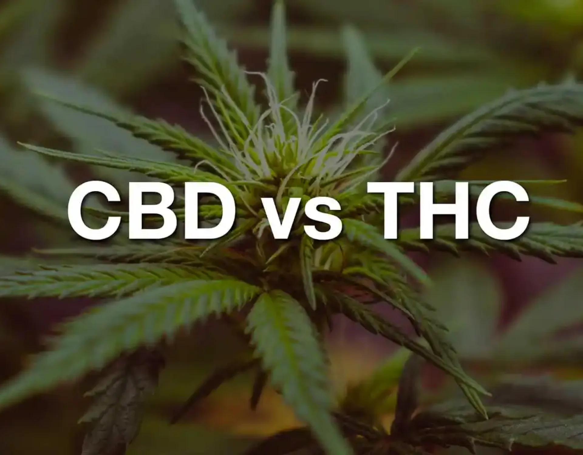 CBD vs THC