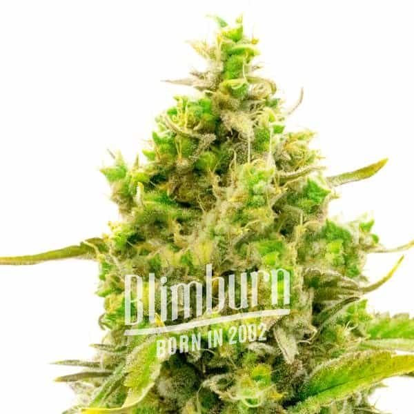 CBD_Cheese.jpg CBD_Cheese.jpg