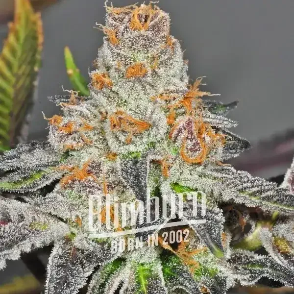 CBD Girl Scout Cookies (1:1) Marijuana Plant CBD Girl Scout Cookies (1:1) Marijuana Plant