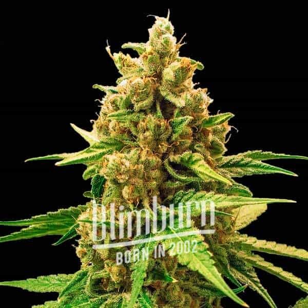 Cake Batter Buy Cannabis Seeds Free Shipping