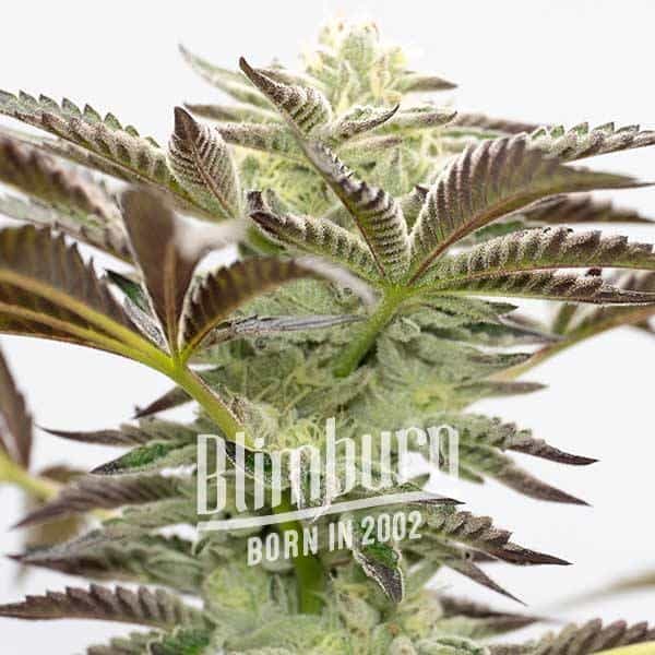 Cake Bomb Cake Bomb Marijuana Plant