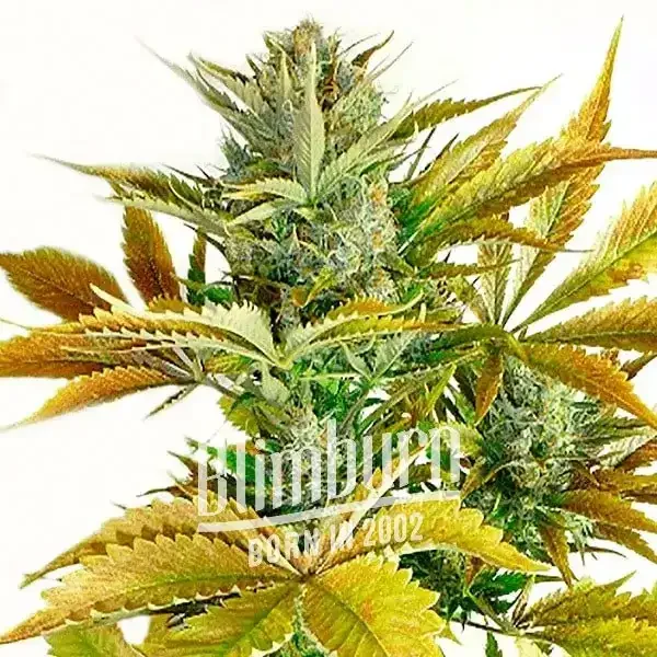 California_Haze California_Haze