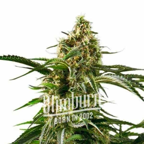 Cherry AK Fast Version Cherry AK Fast Version Marijuana Plant
