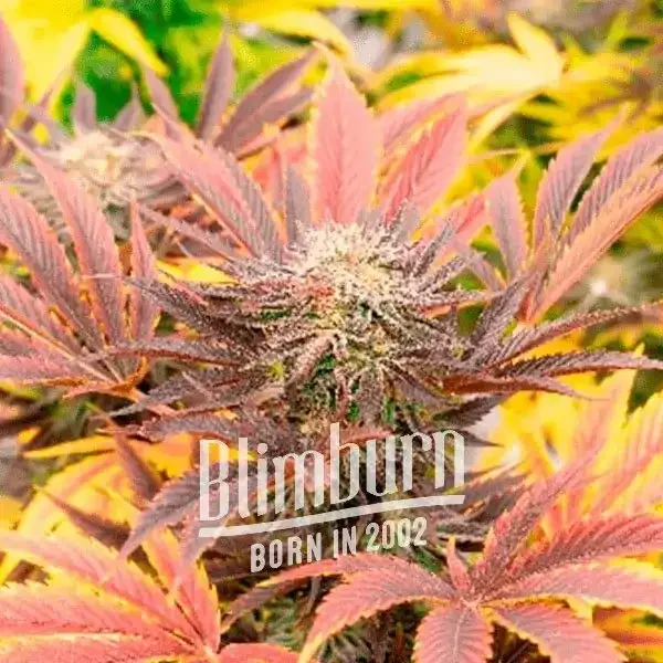 Cherry Pie strain Cherry Pie strain