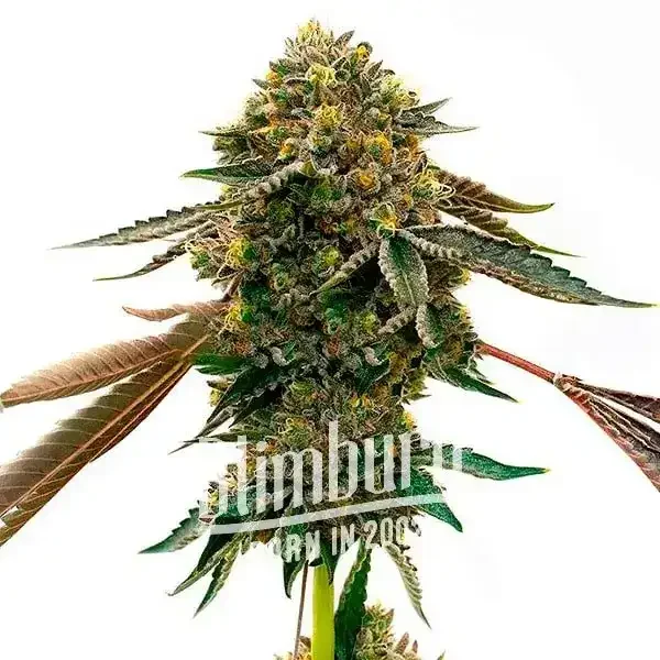 Cinderella_99_x_Kali_Mist Cinderella_99_x_Kali_Mist