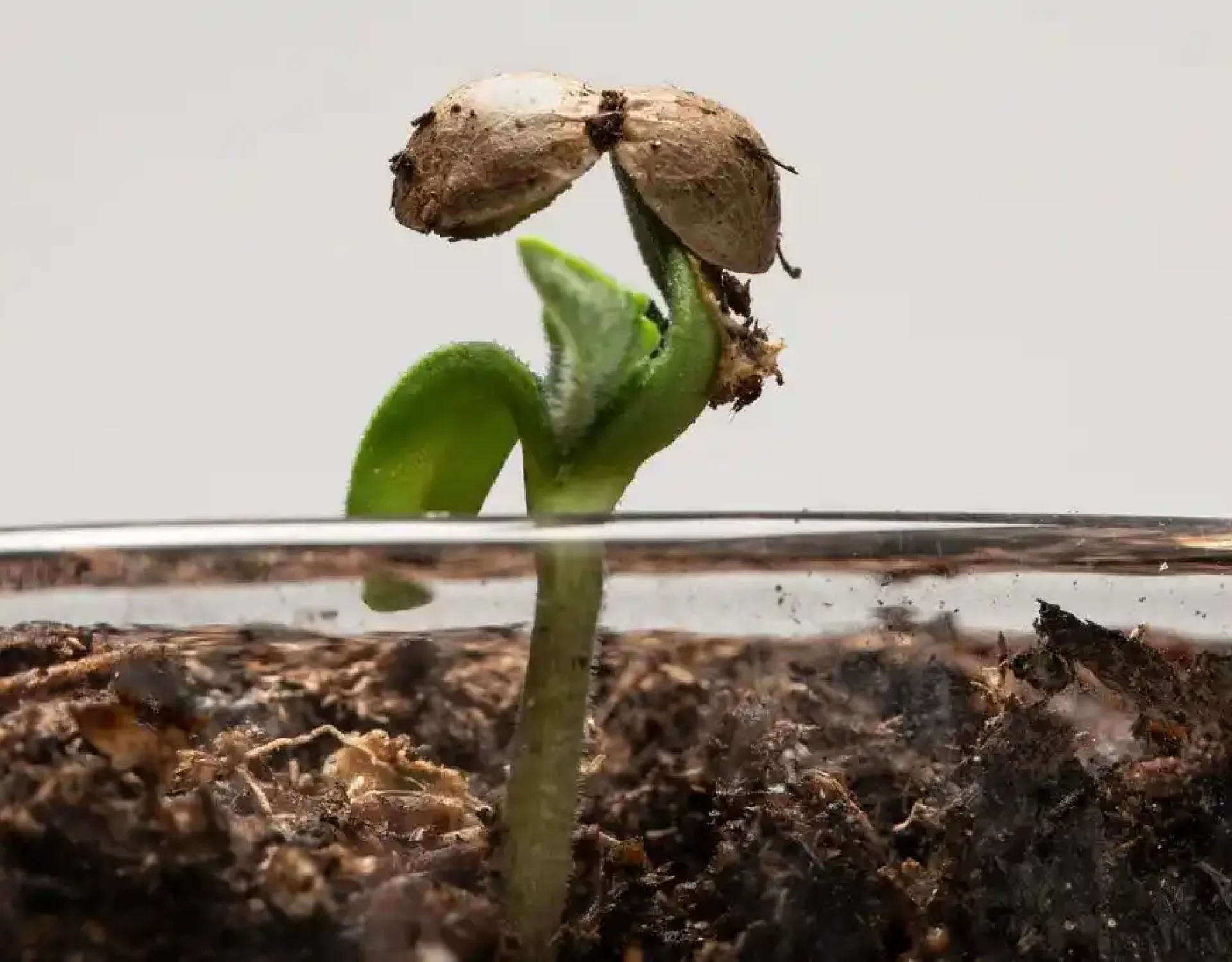 Germinating cannabis seeds