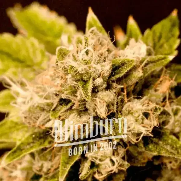 Critical_x_Cheese_Candy Critical_x_Cheese_Candy
