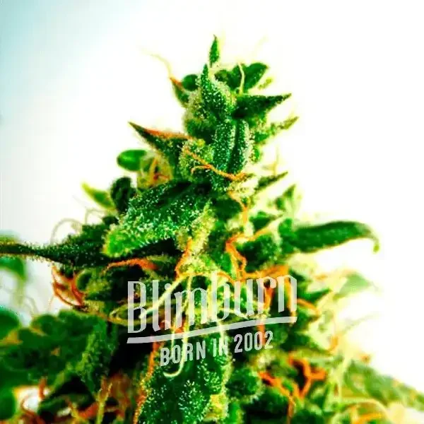 Do-si-Dos Do-si-Dos strain