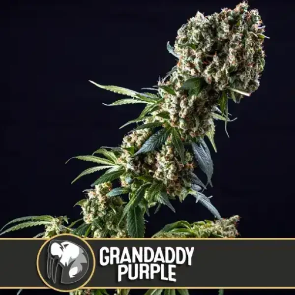 Grandaddy Purple strain Grandaddy Purple strain