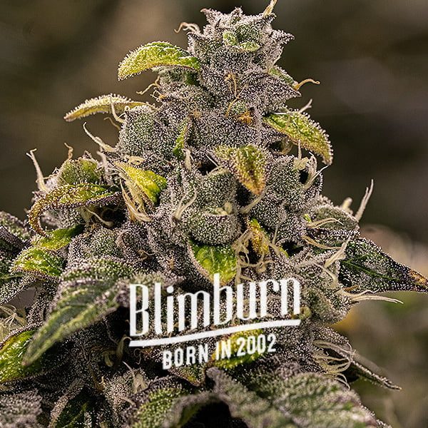 Gelato-45 Gelato-45