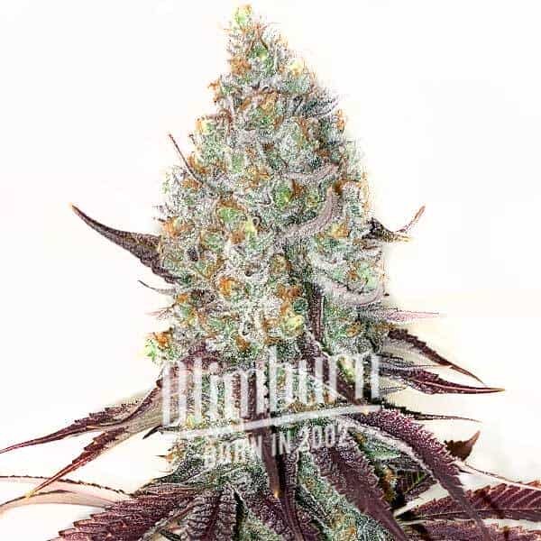 Gelato X Girl Scout Cookies Buy Cannabis Seeds Free Shipping