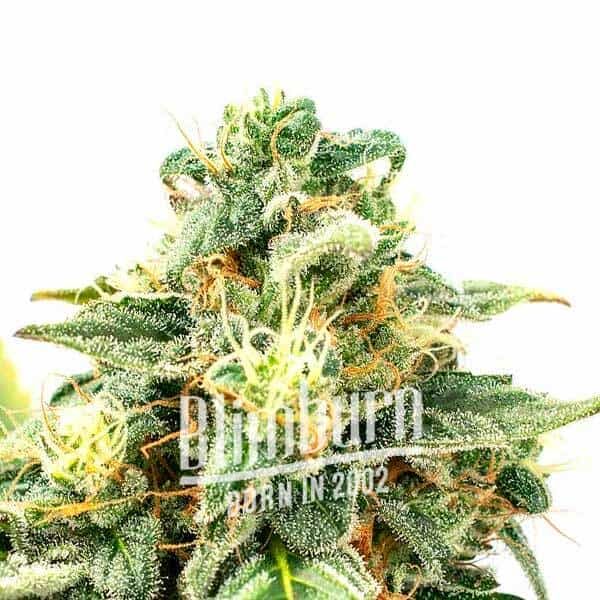 Girl-Scout-Cookies-Regular Girl-Scout-Cookies-Regular