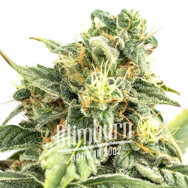 Girl-Scout-Cookies-x-Do-Si-Dos Green Crack x Do-Si-Dos Marijuana Plant