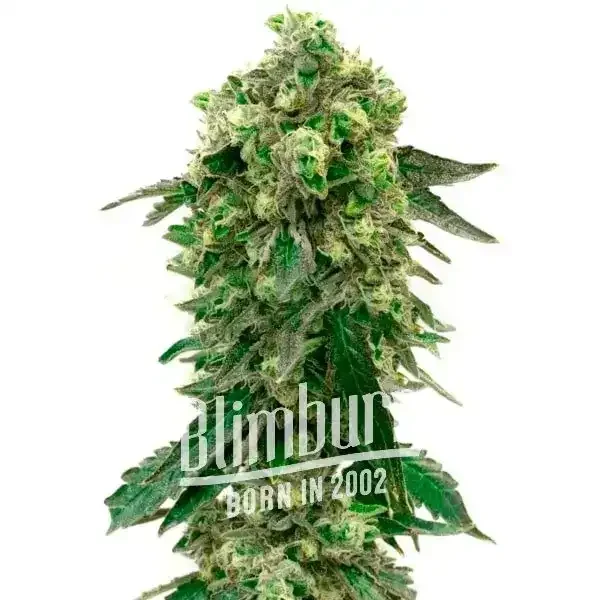 Girl_Scout_Cookies_x_Jack_Herer Girl_Scout_Cookies_x_Jack_Herer