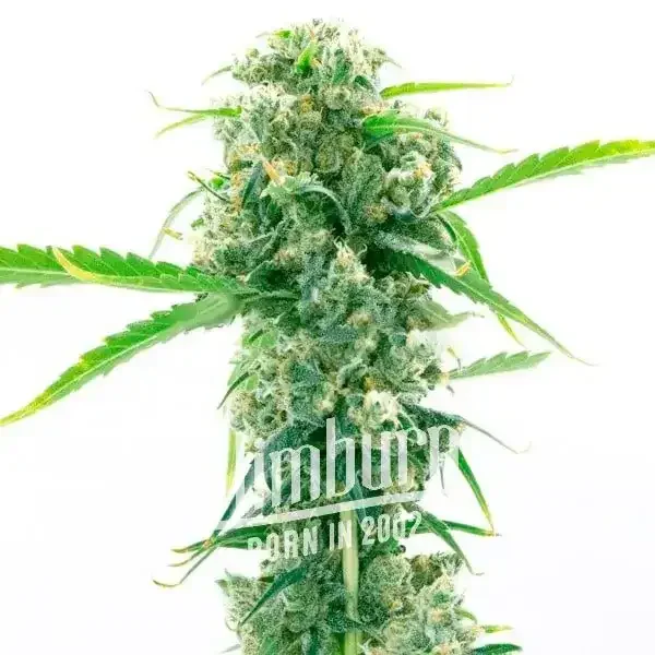 Girl_Scout_Cookies_x_Kush Girl_Scout_Cookies_x_Kush