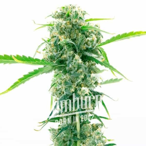 Girl_Scout_Cookies_x_Kush.jpg Girl_Scout_Cookies_x_Kush.jpg