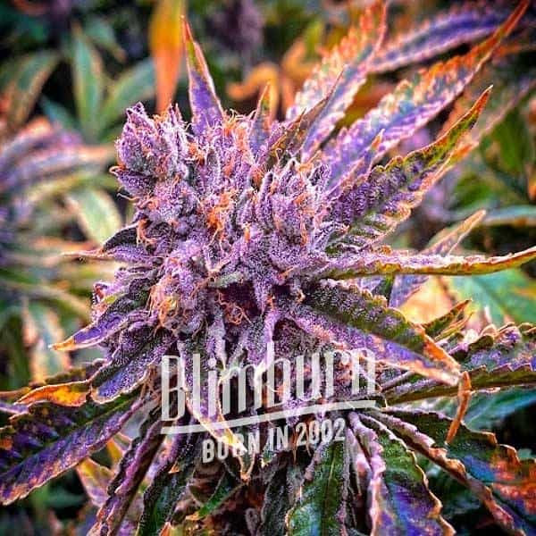 Gorilla-Glue-Purple Gorilla Glue Purple