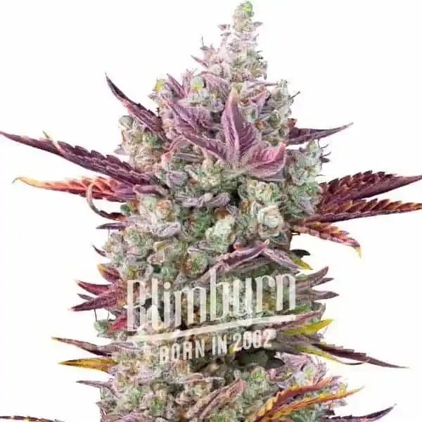 Gorilla Glue x Girl Scout Cookies Gorilla Glue x Girl Scout Cookies