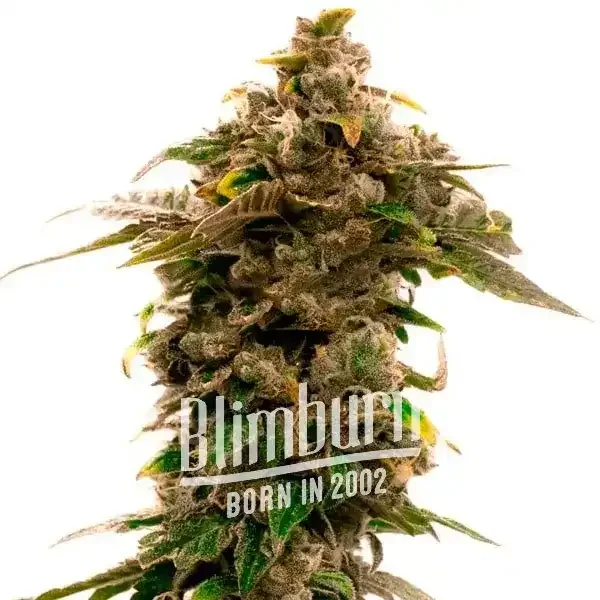 Grape_Killer_99 Grape_Killer_99