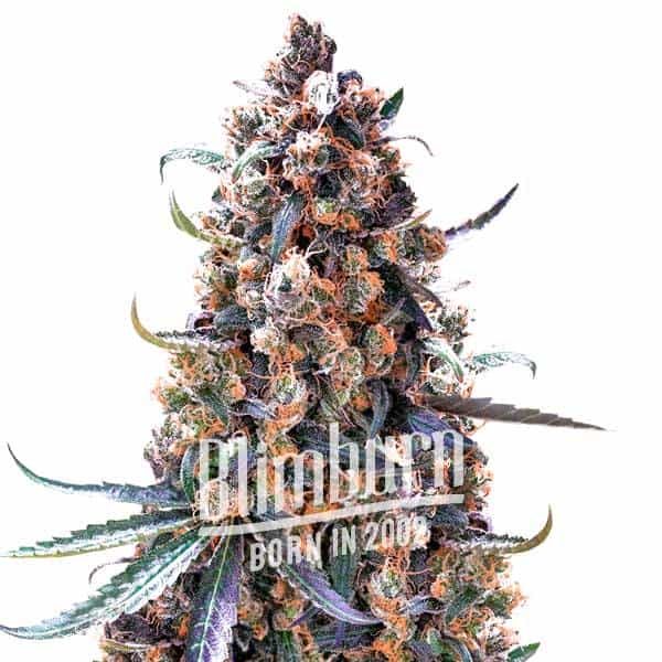 Green Crack Fast Version Green Crack Fast Version Marijuana Plant