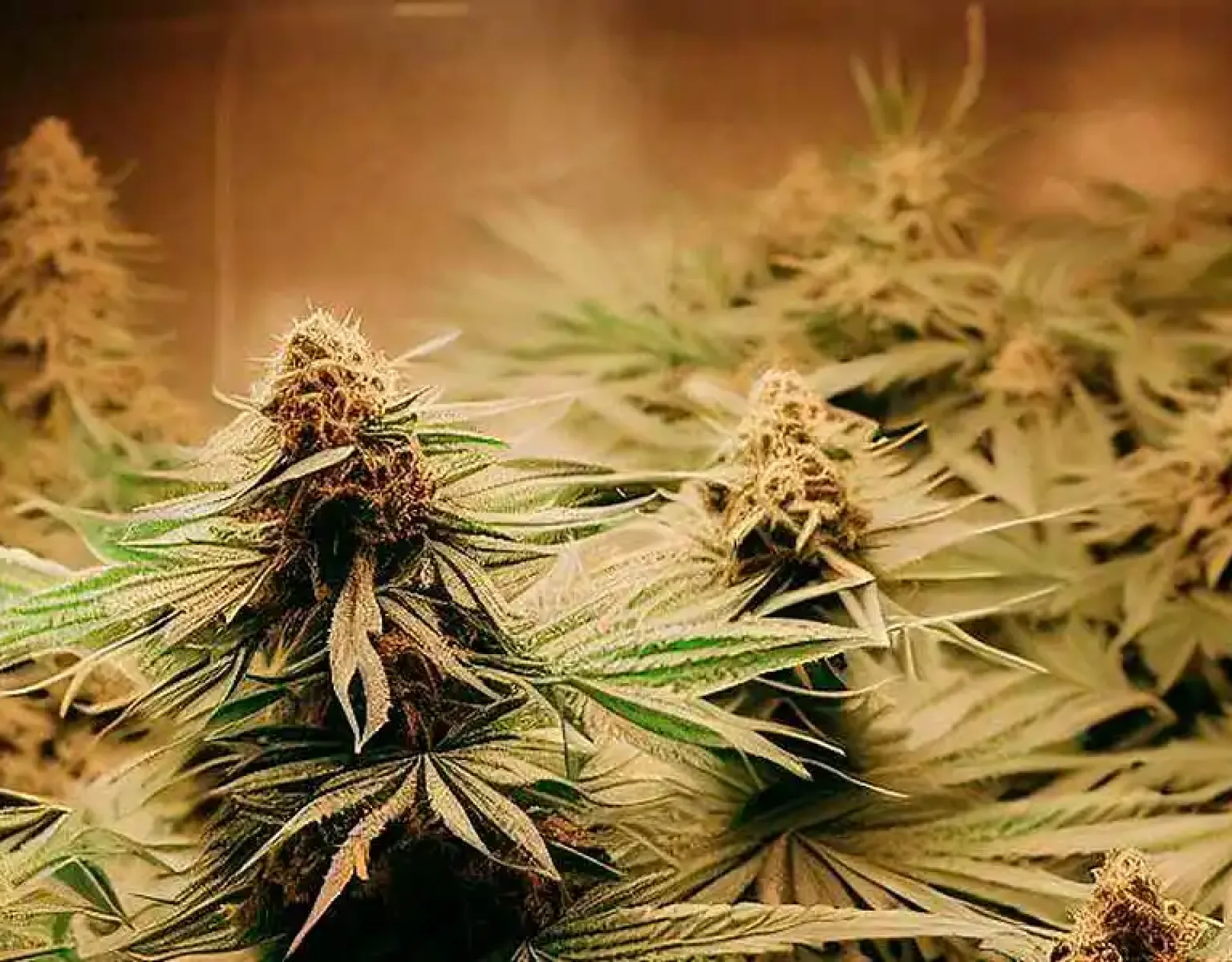 Grow Tent
