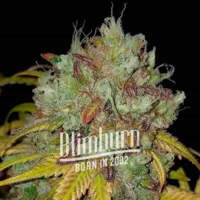 How To Grow Coma Strain
