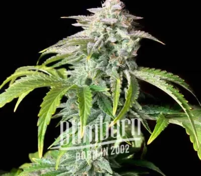 How To Grow Nova Og