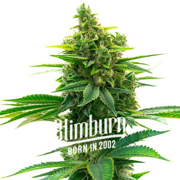 Khalifa-Kush Khalifa-Kush