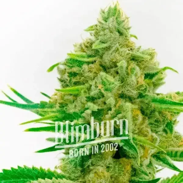 Kosher_Kush_x_Tangerine Kosher_Kush_x_Tangerine