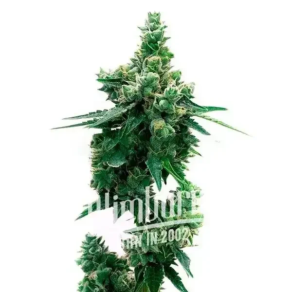 Lyly_Sour_x_Blue_OG Lyly_Sour_x_Blue_OG