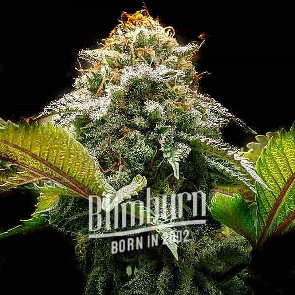 Mac Rillaz F1 | Buy Cannabis Seeds | Free Shipping