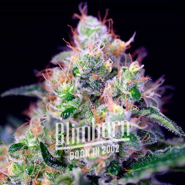 Mendocino Purple Fast Version Mendocino Purple Fast Version Marijuana Plant