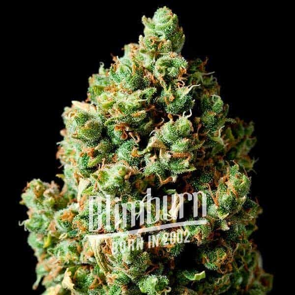 Northern Critical Northern Critical Marijuana Plant