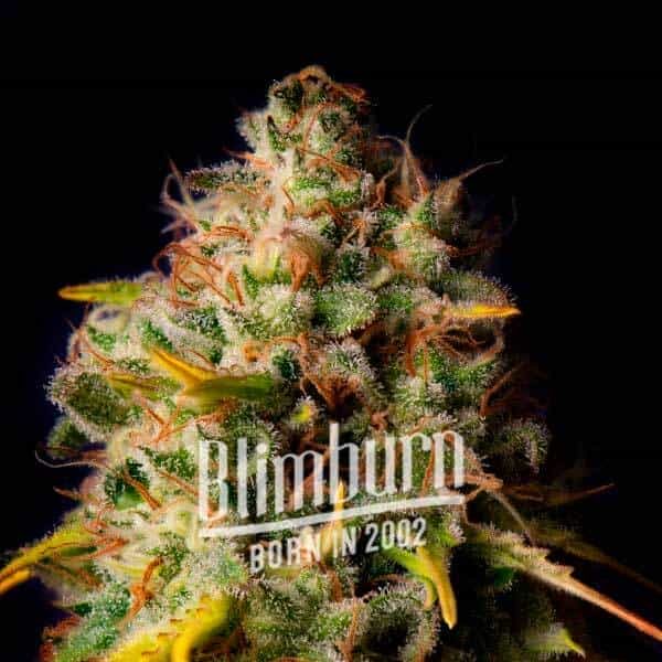 Northern Lights X Big Bud Buy Cannabis Seeds Free Shipping