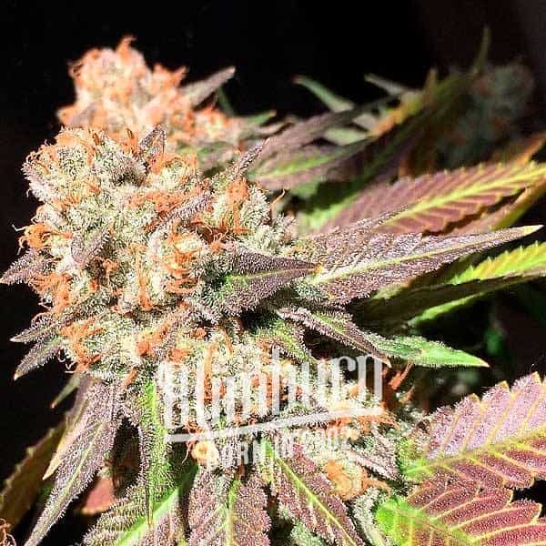 Peyote-Cookies Peyote Cookies Seeds