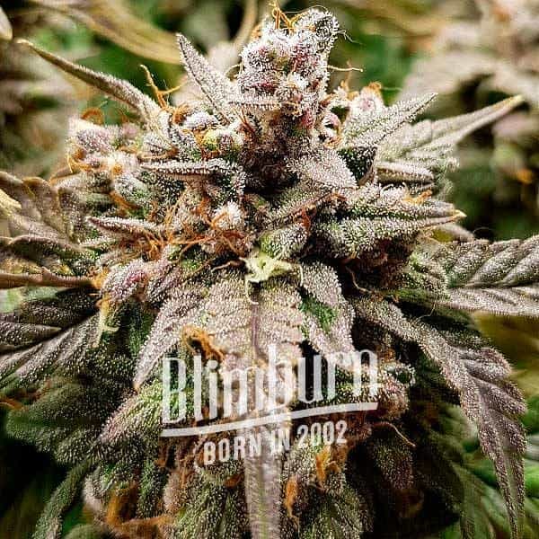 Platinum-Bubba Platinum Bubba Strain