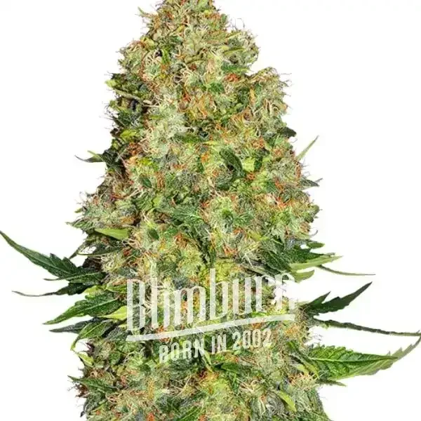 Skunk_1 Skunk #1