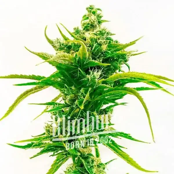 Skunk_Diesel