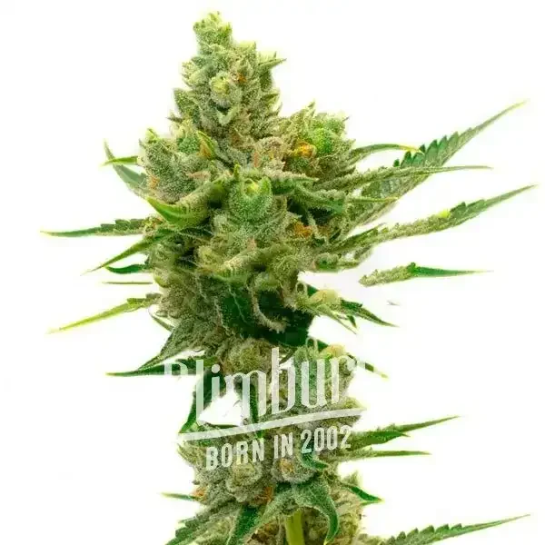 Sour_Diesel_AUTO Sour_Diesel_AUTO