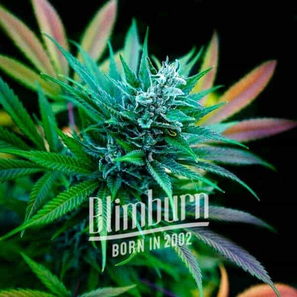 Strawberry Diesel Buy Cannabis Seeds Free Shipping
