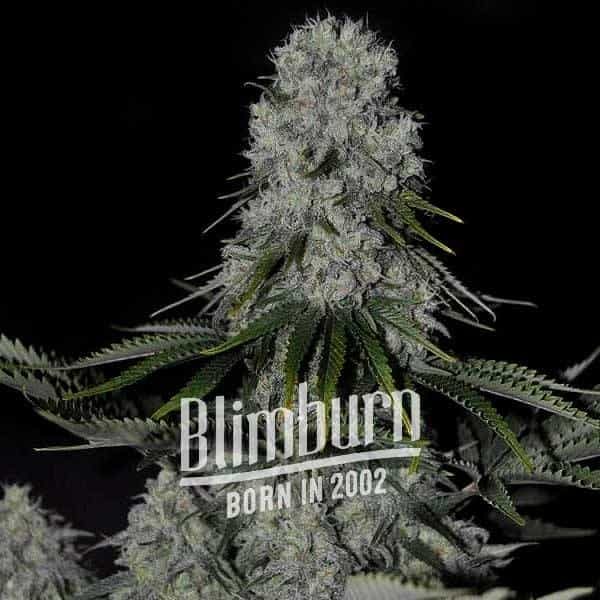 Super Critical Bilbo Fast Version Marijuana Plant
