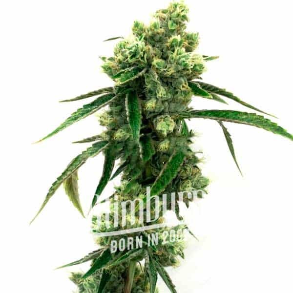 Super-Skunk Super-Skunk