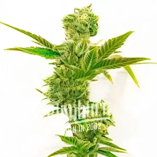 Triple_XL_AUTO Triple_XL_AUTO