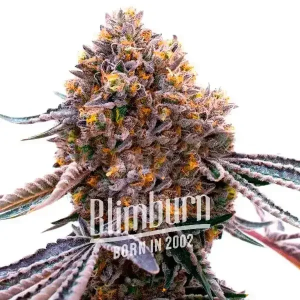Ultra_Violet_OG Ultra_Violet_OG