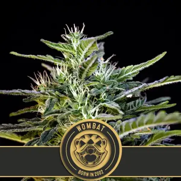 WOMBATCANNABISSEEDS2-1 WOMBATCANNABISSEEDS2-1