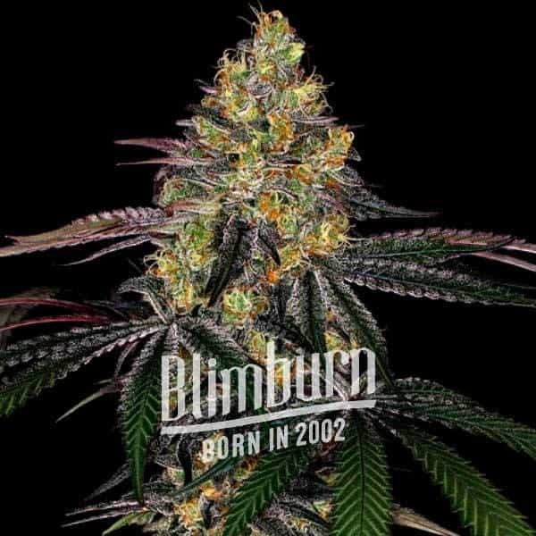 Watermelon Zkittelz Fast Version Watermelon Zkittelz Fast Version Marijuana Plant