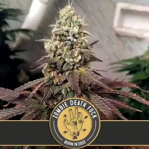 ZOMBIDEATHFUCKMARIJUANAPLANT ZOMBIDEATHFUCKMARIJUANAPLANT