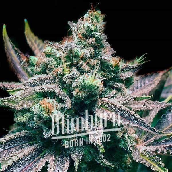 Zkittlez X Grapefruit Bubblegum Buy Cannabis Seeds Free Shipping